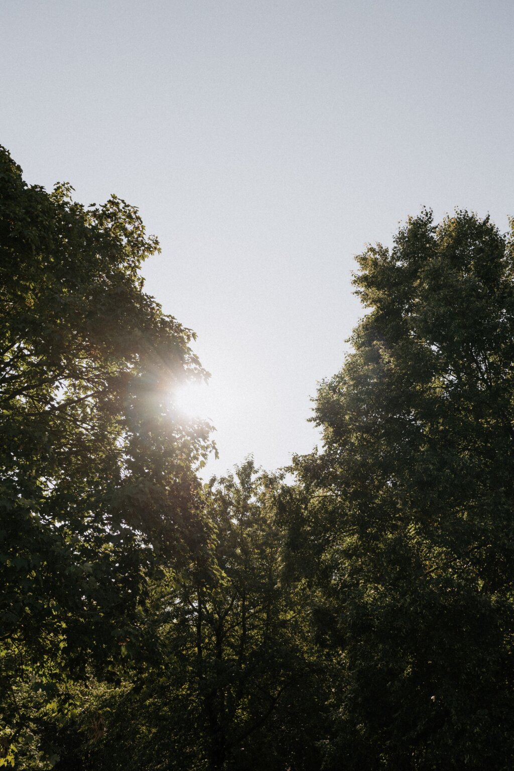 Sonnenlicht fällt durch die Baumkronen an einem klaren Tag.