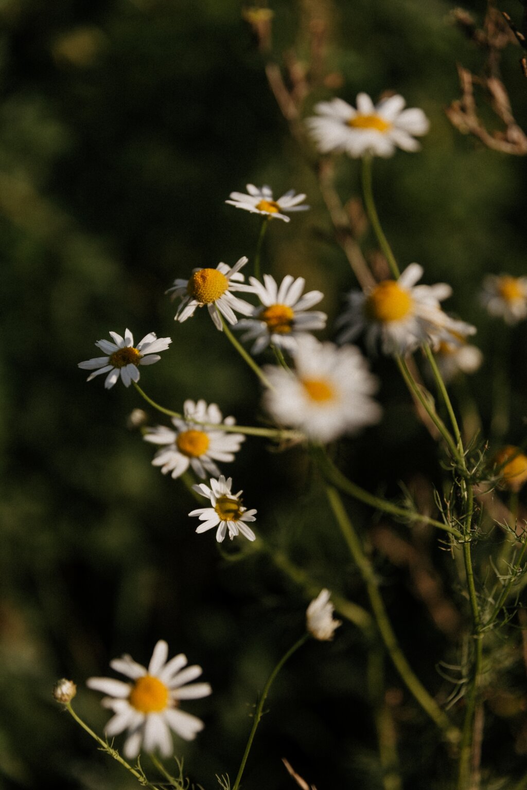 Kamillenblüten im Gegenlicht – natürliche Hochzeitsdetails.